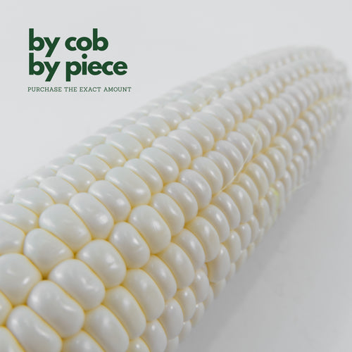 Peeled white sweet corn cob showing pearl white kernels close up