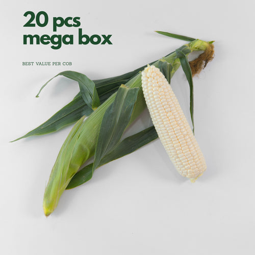 White sweet corn cobs sold per piece fresh from farm