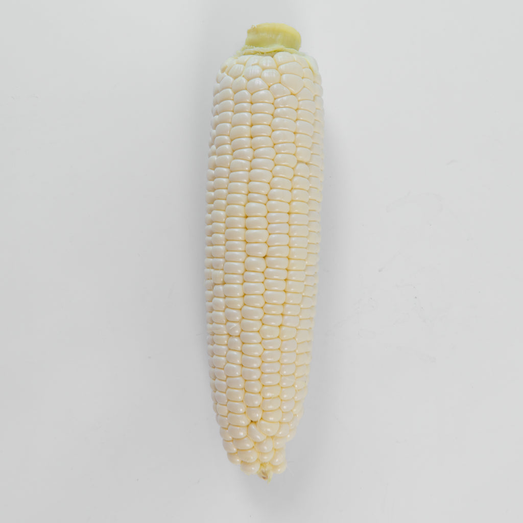 Fresh White Sweet Corn — Family Box (12 Cobs) | Jagung Susu
