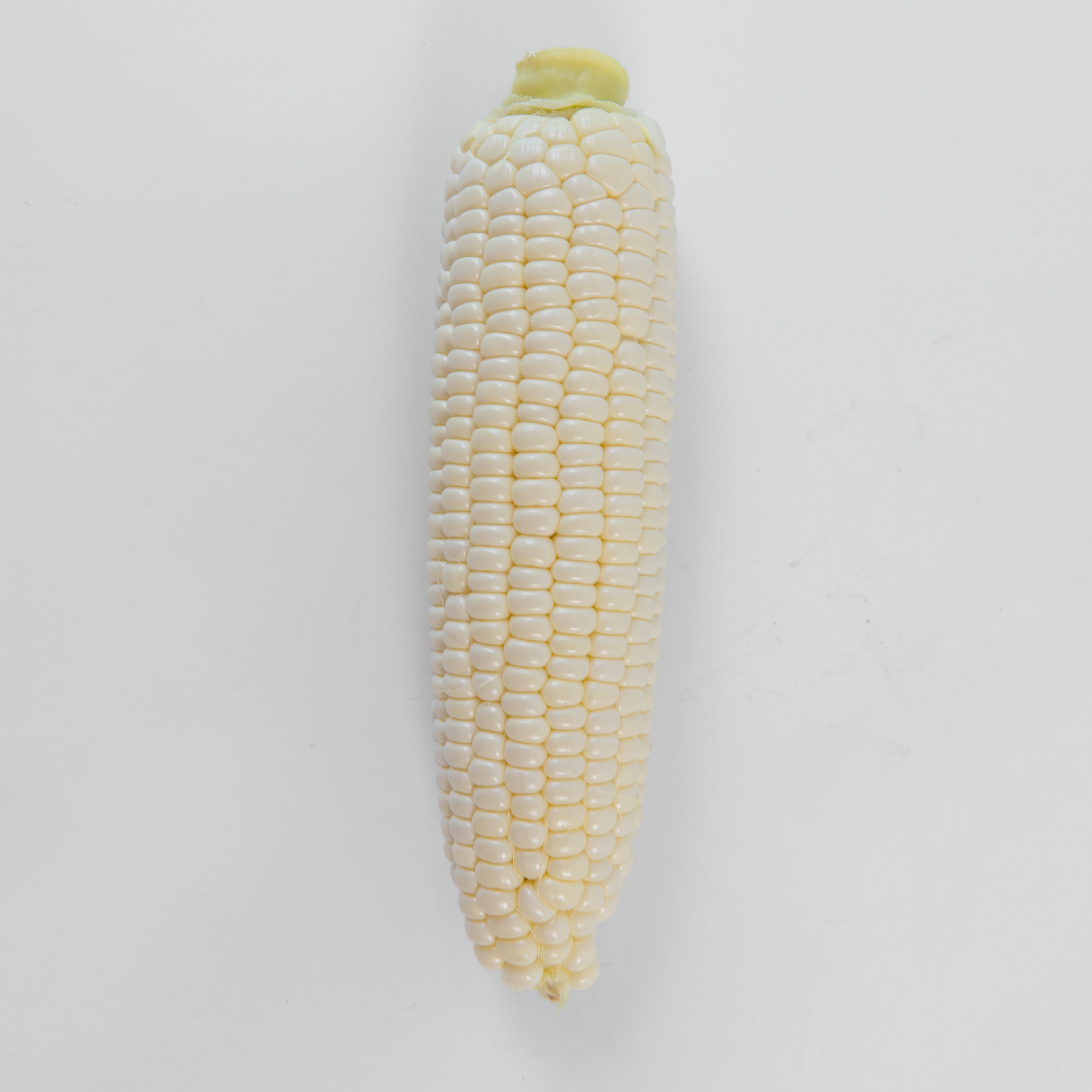 Fresh White Sweet Corn — Family Box (12 Cobs) | Jagung Susu