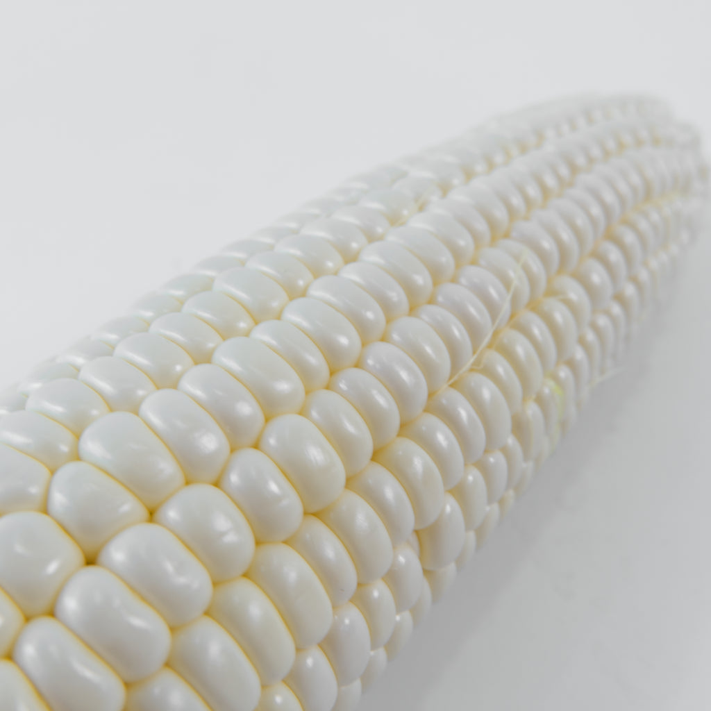 Fresh White Sweet Corn — Mega Box (20 Cobs) | Bulk Jagung Susu