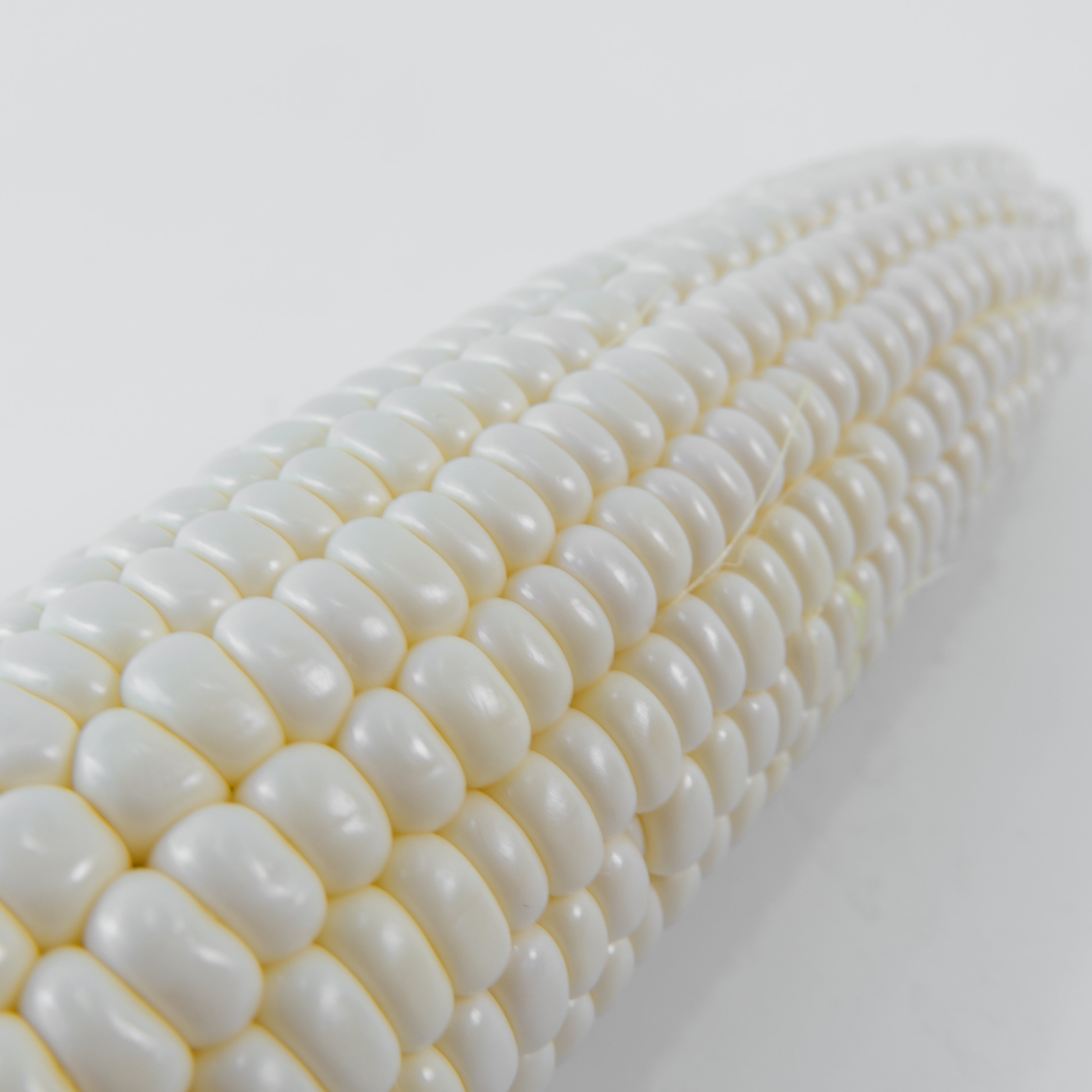 Fresh White Sweet Corn — Mega Box (20 Cobs) | Bulk Jagung Susu