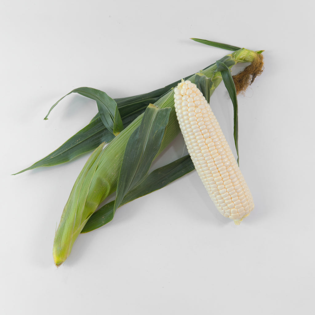 Fresh White Sweet Corn — Mega Box (20 Cobs) | Bulk Jagung Susu