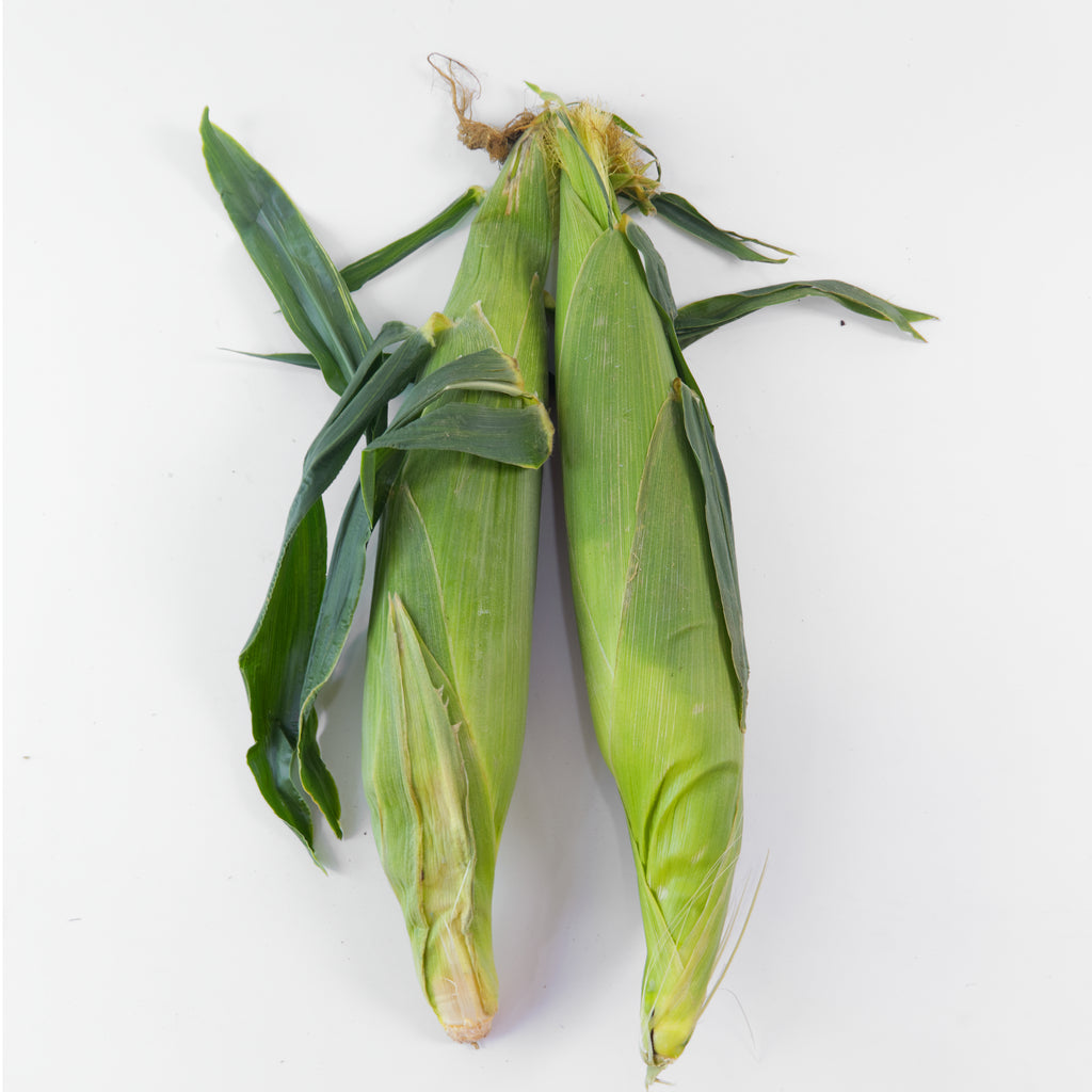 Fresh White Sweet Corn — Mega Box (20 Cobs) | Bulk Jagung Susu