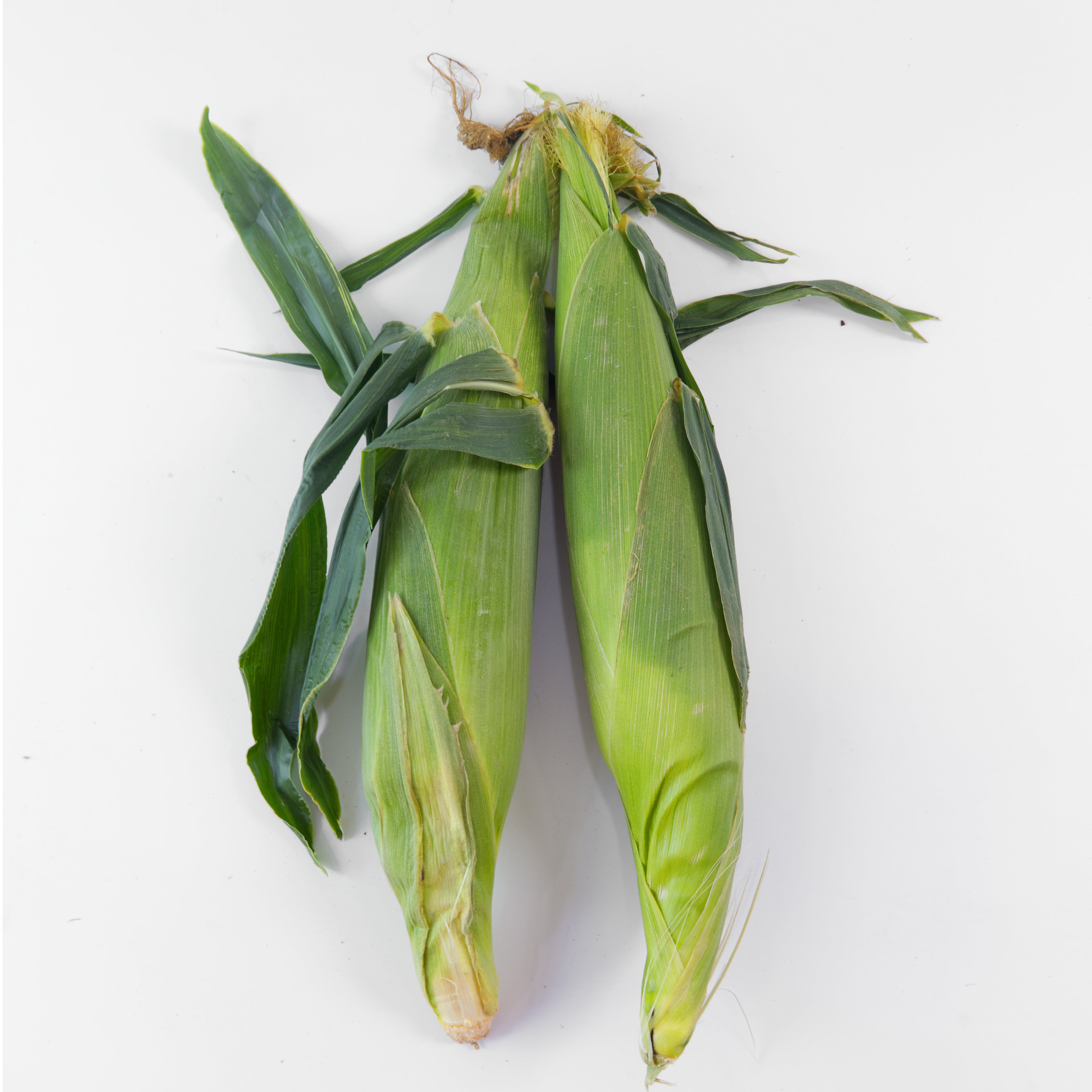 Fresh White Sweet Corn — Mega Box (20 Cobs) | Bulk Jagung Susu