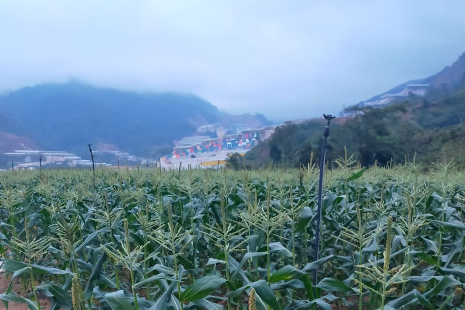 Cornfield with mountains in the background